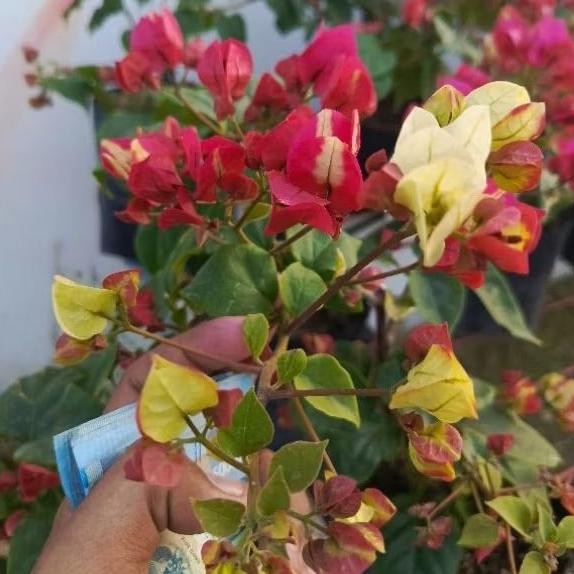 BOUGENVILLE SUFIA BATANG ORI