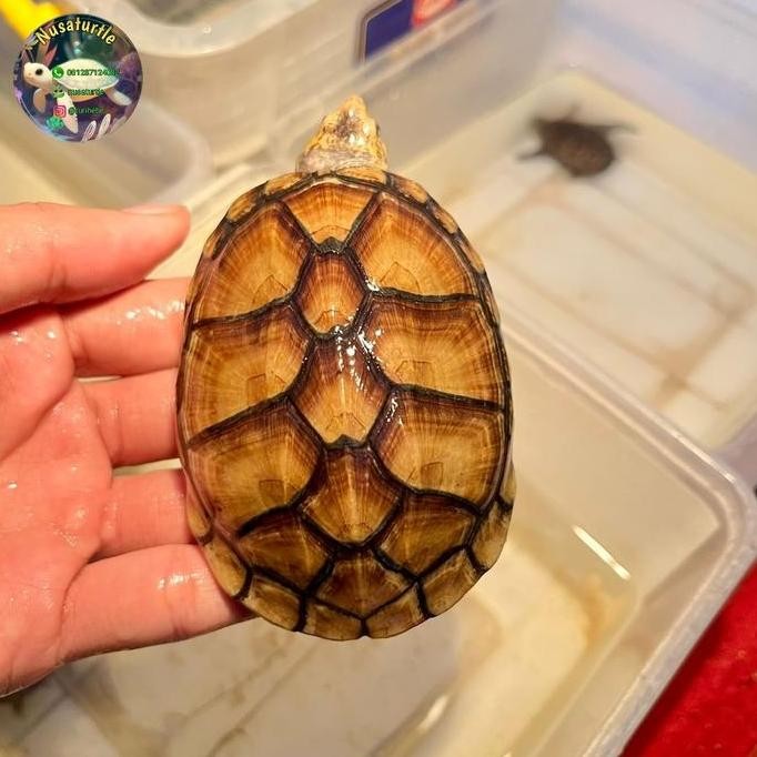 Kura Kura Redcheek Mud Turtle Co