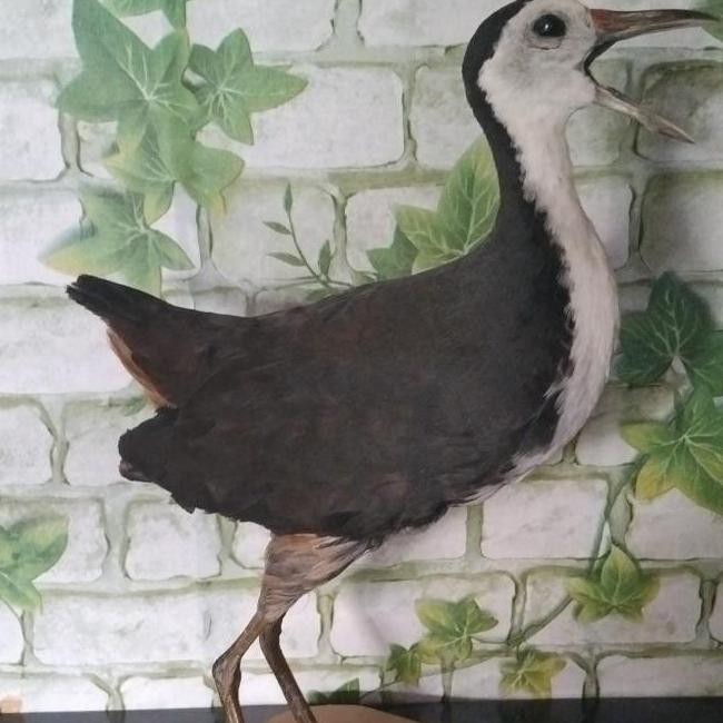 Jontrot/Pikat Ruak Ruak Asli Co