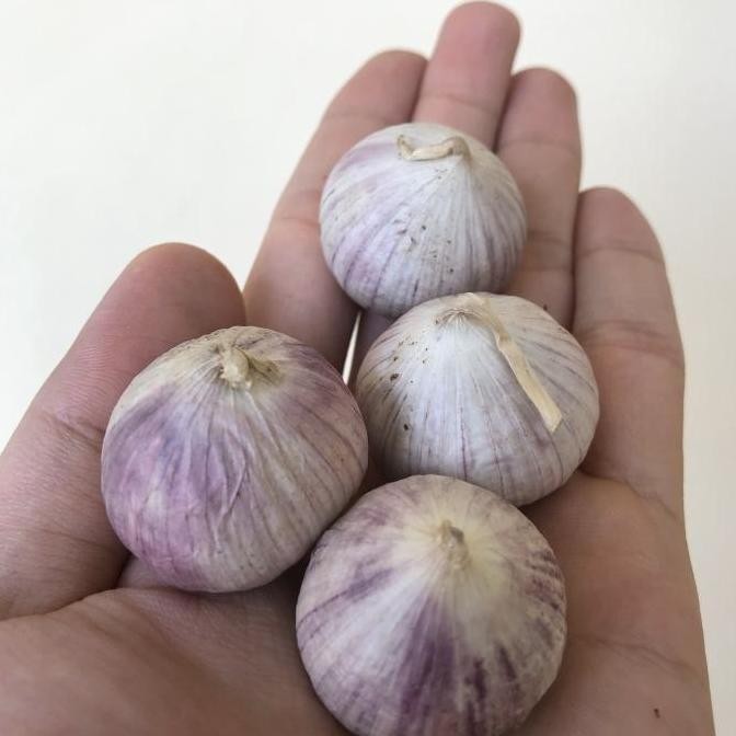 

NEW Bawang putih tunggal jumbo 1kg