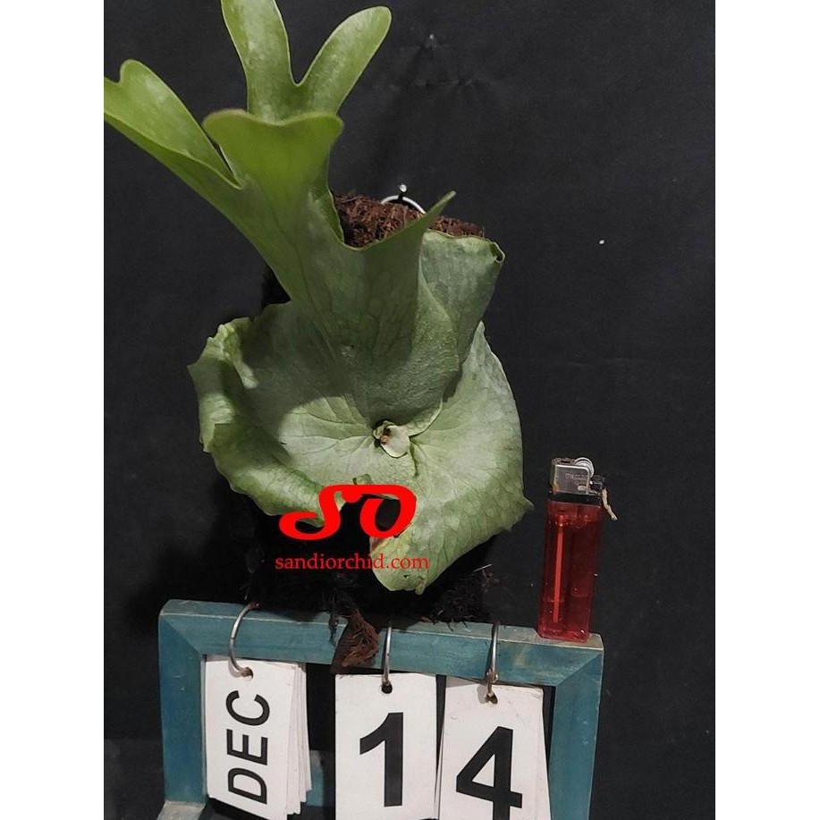 fresh [ REMAJA ] Platycerium Wandae Sang Ratu Tanduk Rusa dari Papua murah