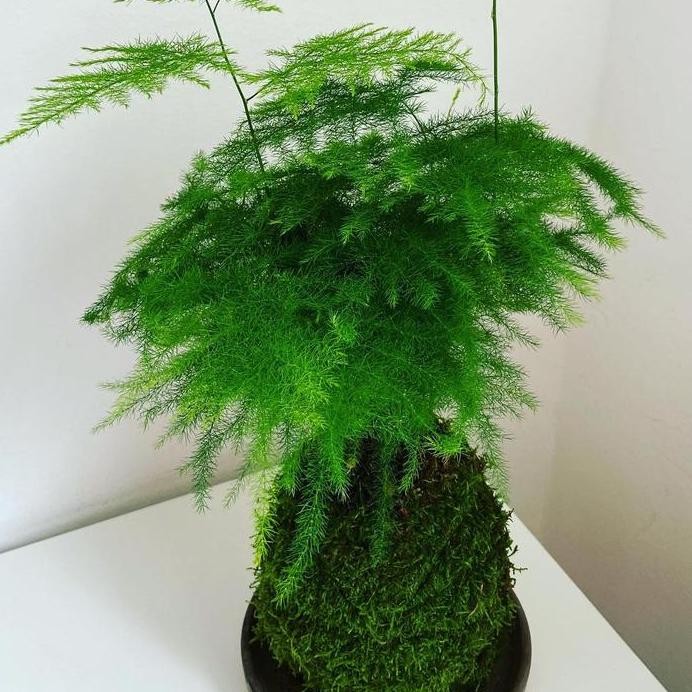 

fresh Kokedama Asparagus fern murah