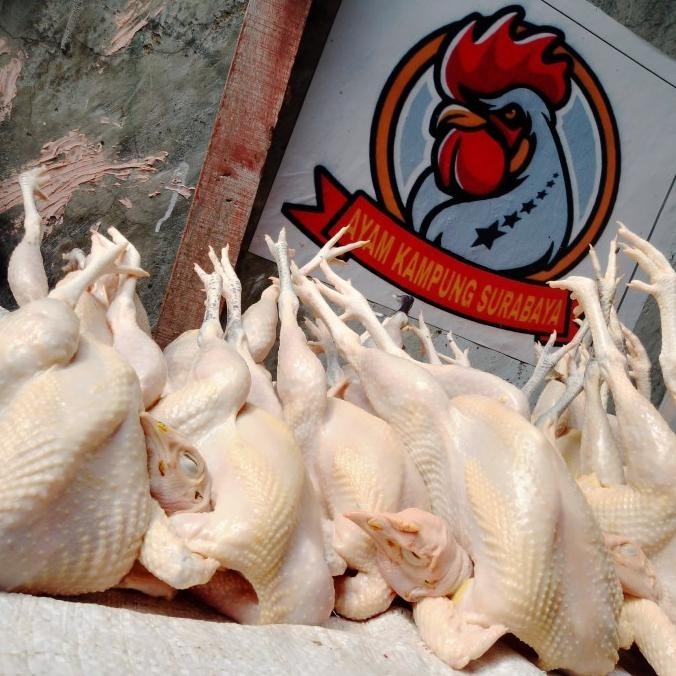 

(Expert) AYAM KAMPUNG EXTRA LARGE (muda)