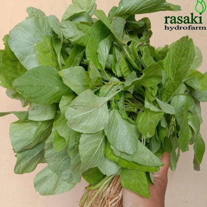 

sayur segar bayam hijau organik 250gr rasaki
