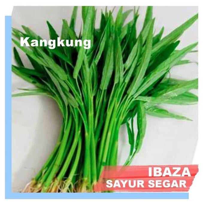 

KANGKUNG SAYUR KANGKUNG Sayur Segar IBAZA fruitsBOX