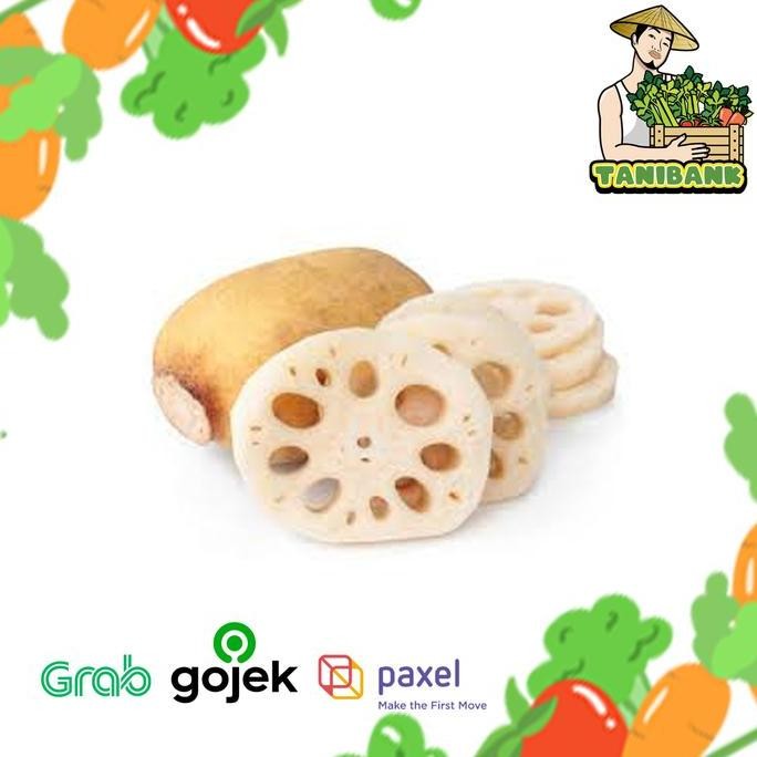

Sayur Segar Akar Teratai Lengau Lotus Root Rengkong 1kg-500gr