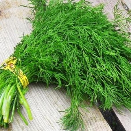 

Sayur Daun Dill Segar / Adas Sowa Per ikat.