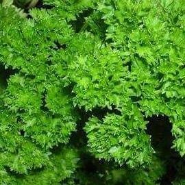 

Sayur Daun Peterseli Parsley segar fresh