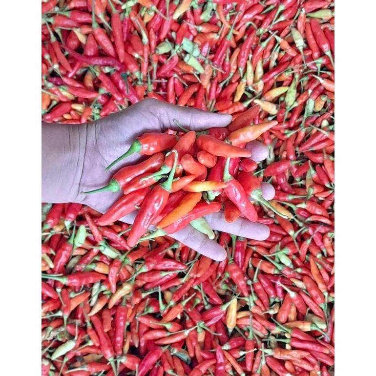 

CABE MERAH RAWIT ORI 1KG