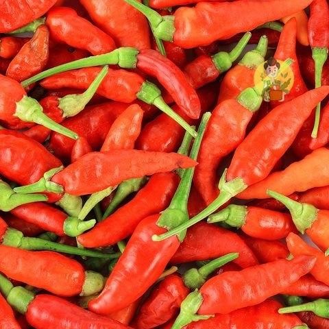 

Cabai Rawit Merah / Cabe Rawit Merah 100gr