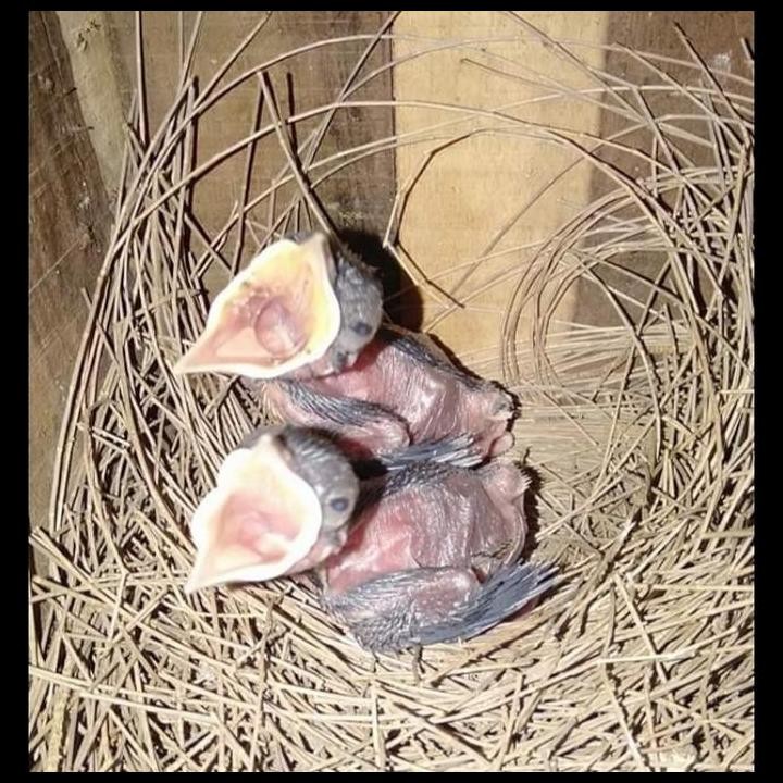 Terlaris Voer R&D Lolohan Rnd Voer Lolohan Murai Batu Supaya Cepat Pecah Suara Good Quality