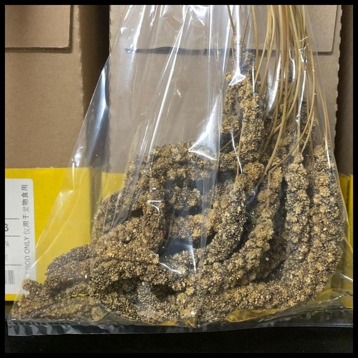 Terlaris Jewawut Hitam Gantung Tangkai -/+ 500Gr Makanan Burung Emprit Finch Good Quality