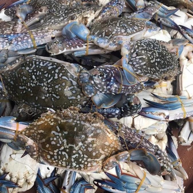 Promo Rajungan Besar Segar