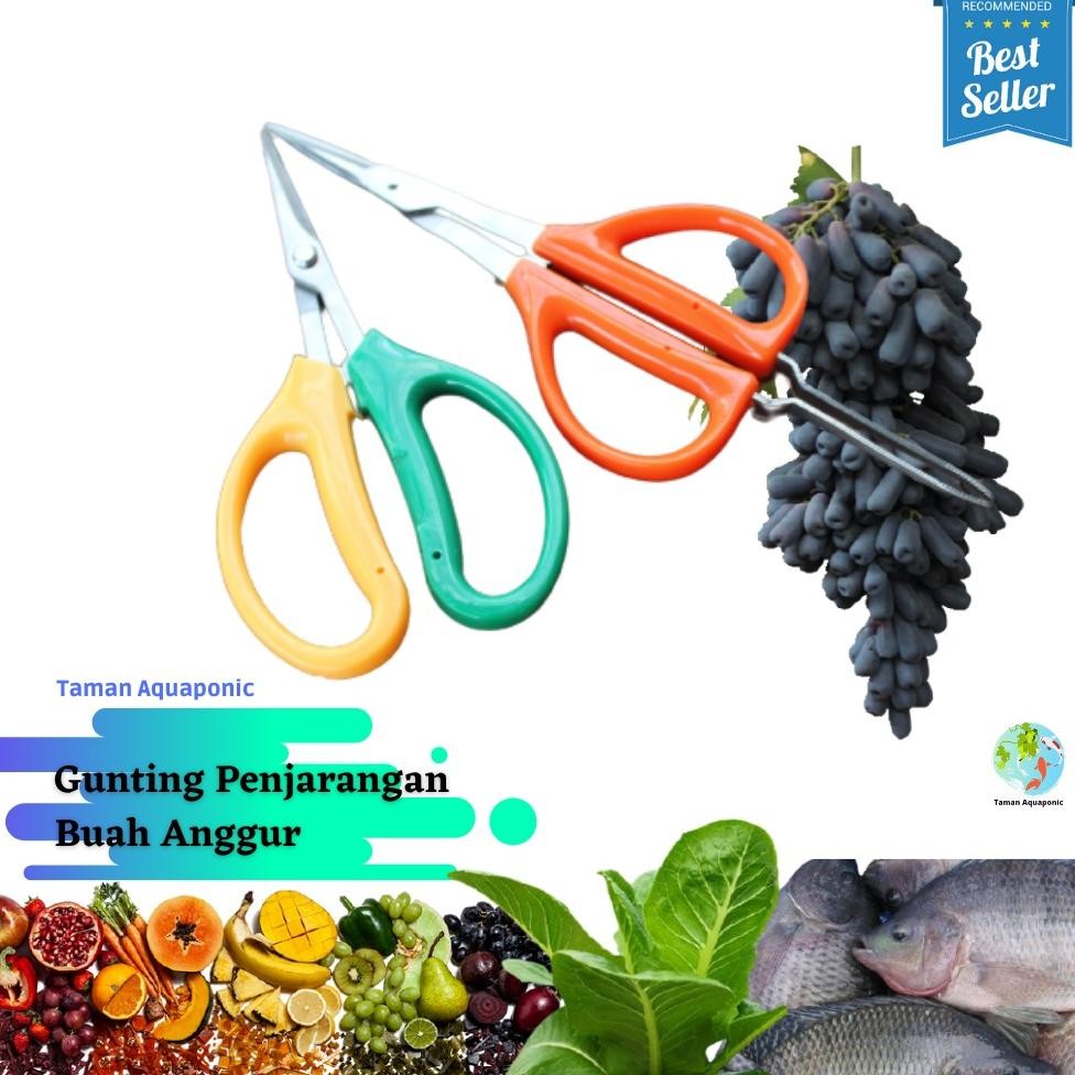 

Gunting Penjarangan Buah Anggur