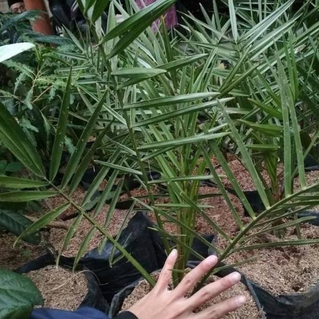 Tanaman bibit kurma betina / kurma betina / pohon SUPER