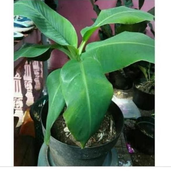 Bibit Buah Pisang Bril/Bibit Buah Pisang Import Pisang ATV