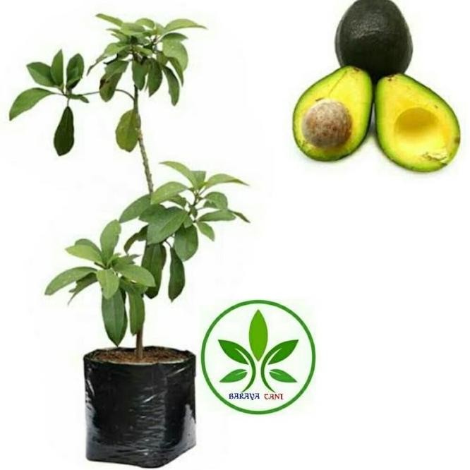 Bibit Tanaman Buah Alpukat Miki/Alpukat Mentega/Poho Buah Alpukat Miki ATZ