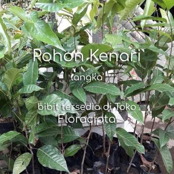 Pohon Kenari Bibit Tanaman Buah Kenari Bumbu Rempah Dapur ATZ
