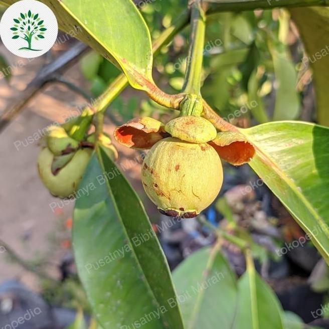 bibit tanaman manggis berbuah , pohon buah manggis sudah berbuah valid ATZ