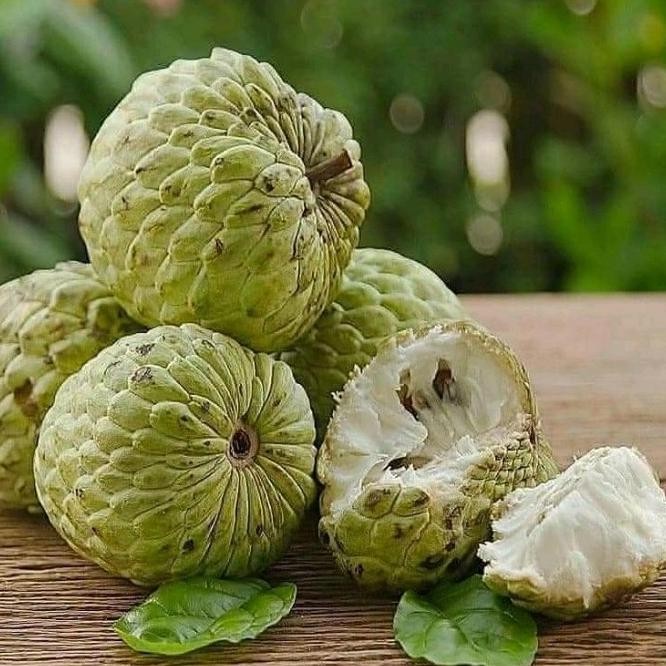 BIBIT TANAMAN BUAH SRIKAYA LOKAL TGBU14 ATZ