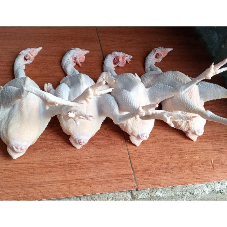 

Ayam Petelur Merah Medium 2 - 2.1 Kg / Ayam Fresh Kualitas Pilihan Original