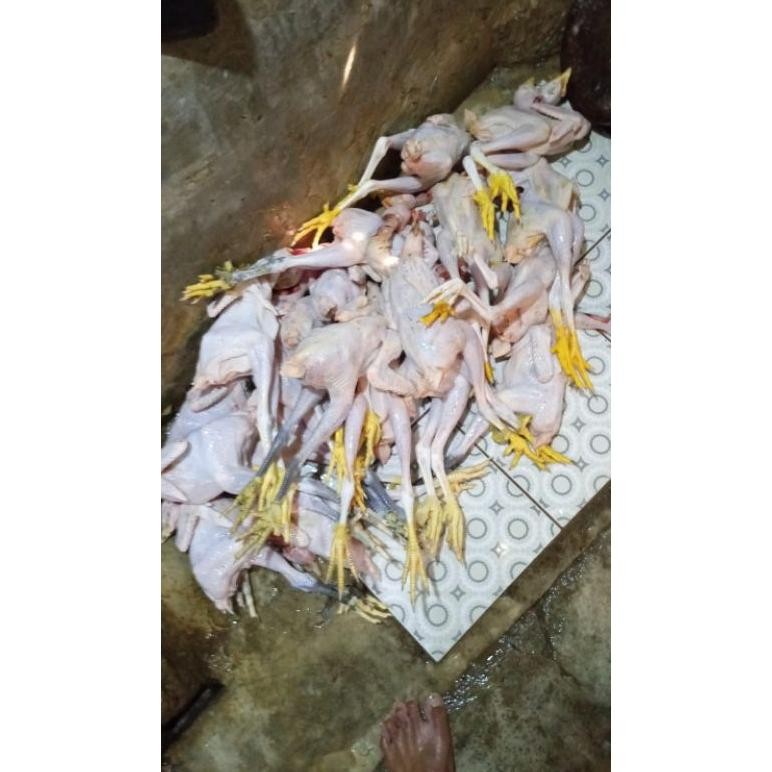 

Ayam Kampung Utuh Potongan Papapangan - Segar, Bersih, Halal Original