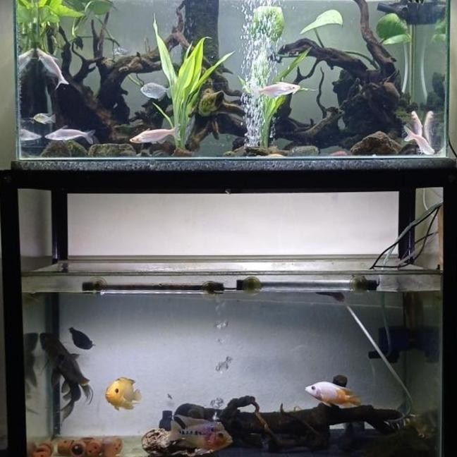 Rak Aquarium 2 Susun 60X30