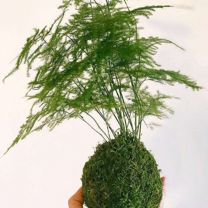 

fresh Kokedama Asparagus fern