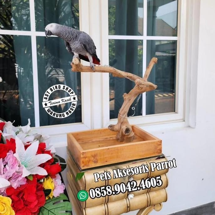 

Terlaris Perch Tangkringan Meja Untuk Burung Parrot