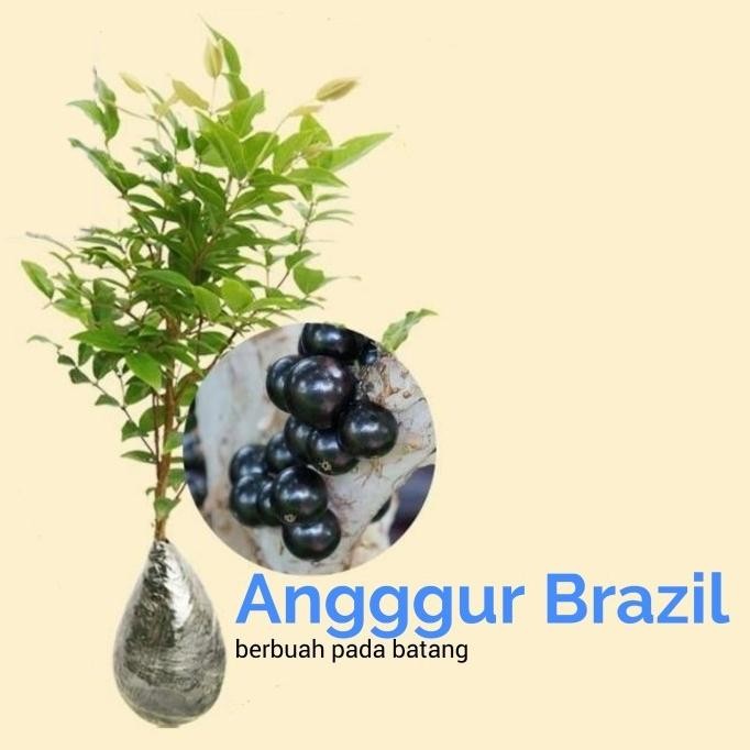 Bibit Pohon Anggur Brazil Buah Hitam Anggur Pohon Kupalandak Bibit
