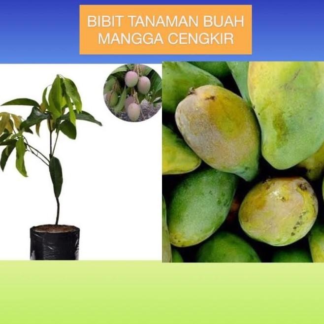 Bibit Tanaman Buah Mangga Cengkir / Mangga Indramayu OBRAALL