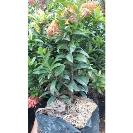 Terlaris Bibit Asoka Merah,Pink,Putih,Orange,India daun mikro