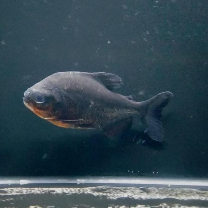 Hiasan Aquarium Ikan Black Pacu / Bawal Hitam Ikan Predator Ikan Hias