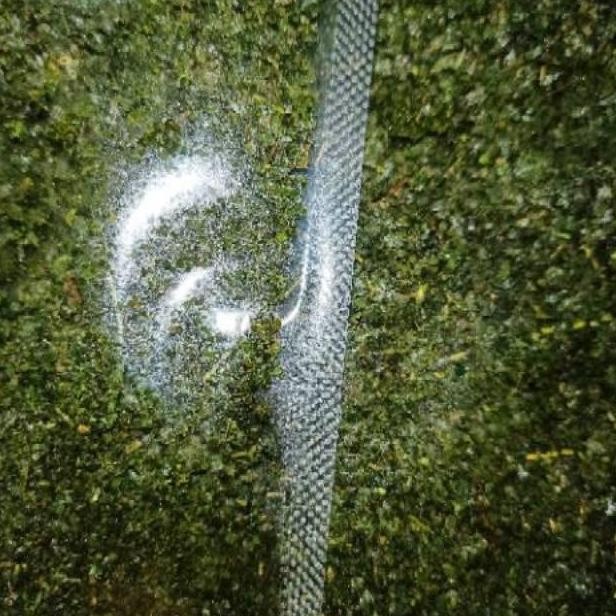 

Daun Jeruk tanpa Campuran untuk campuran bumbu makaroni atau basreng 1KG RB10