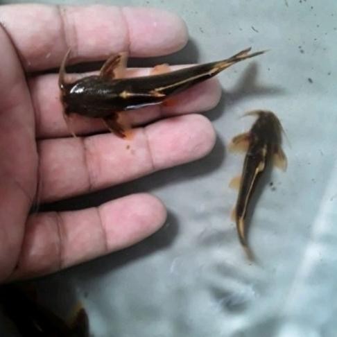 New Ikan Kehkel Pembersih Sisa Makanan Lumut Aquarium Aquascape Size 4-6Cm