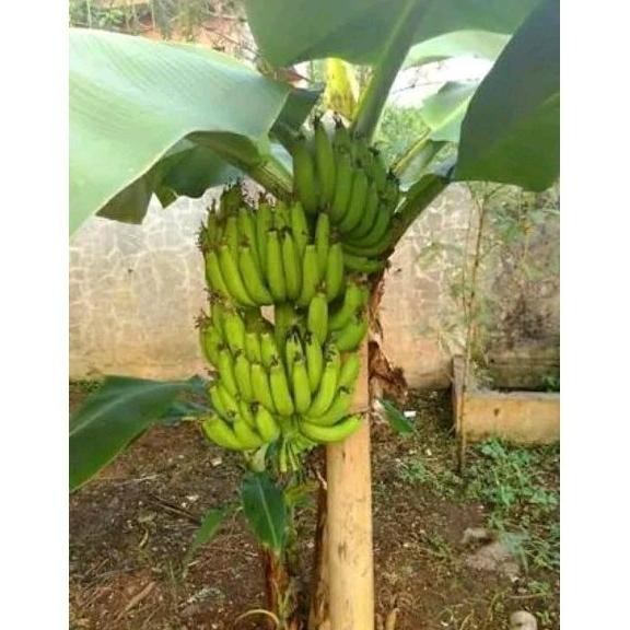 Bibit pohon Pisang Cavendis Kultur jaringan pendek berbuah MMZ