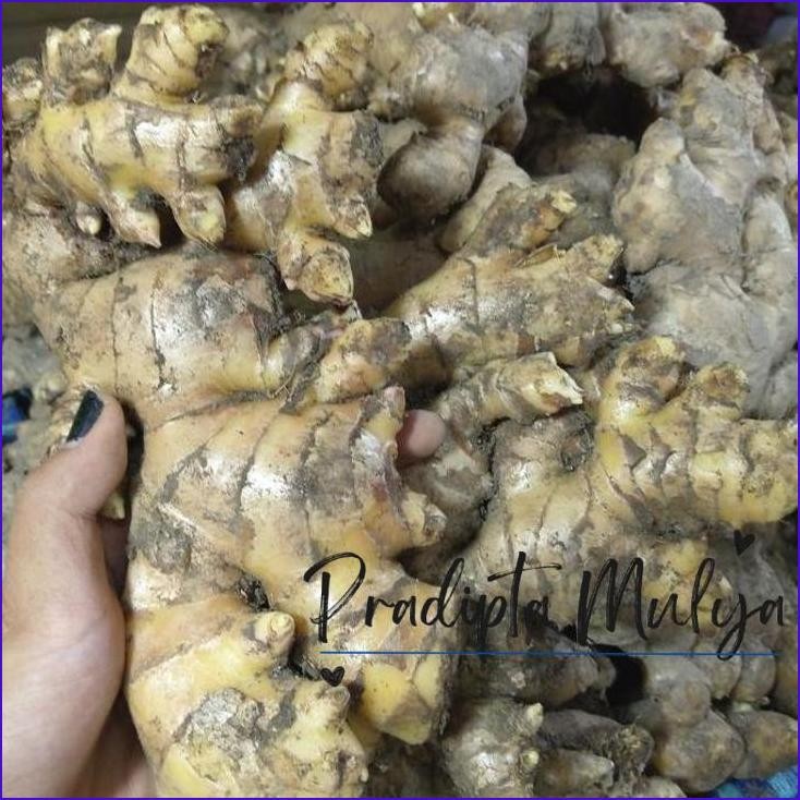

Murah..!! Jahe Gajah Segar 1Kg / Jahe Gajah Super / Jahe Putih