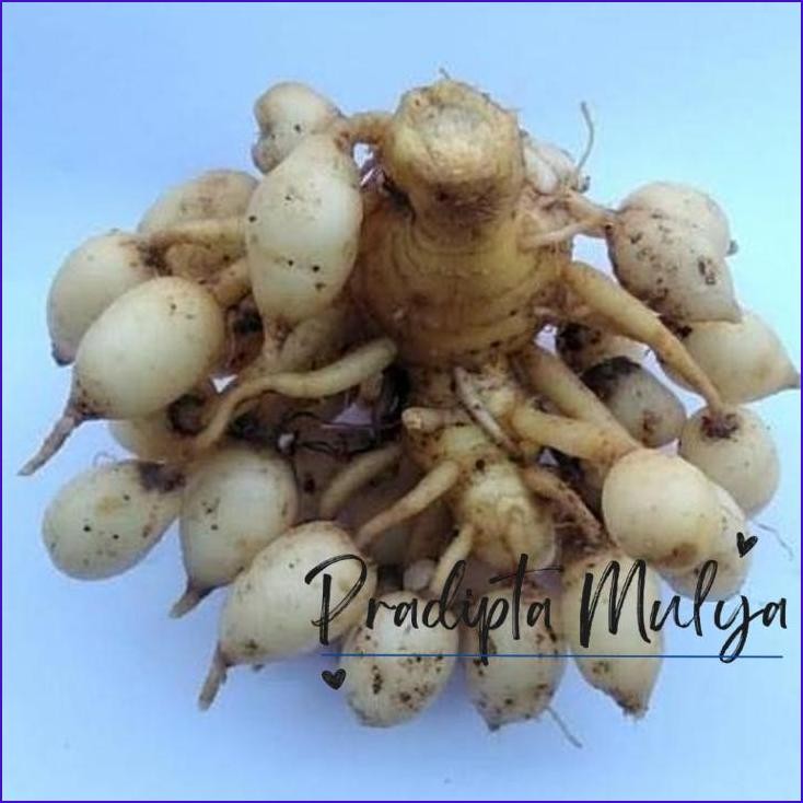 

Stok Ready.! Kunyit Putih Segar