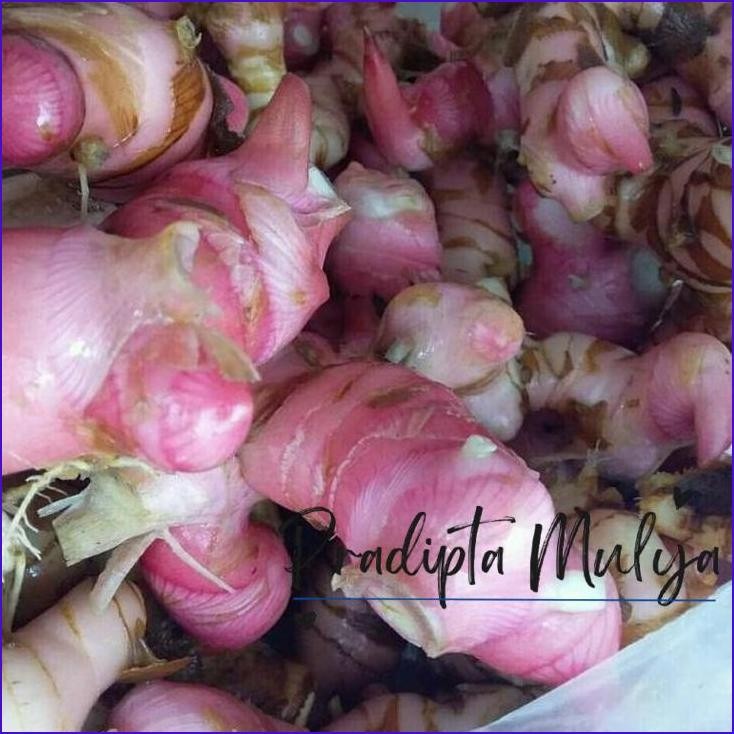 

Paling Murah.! 500Gr. Lengkuas Muda/ Fresh