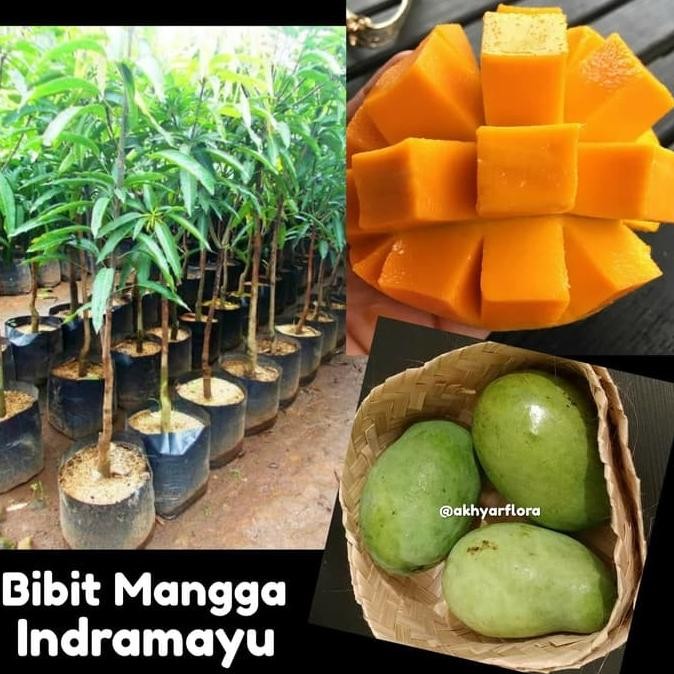 Bibit Mangga Indramayu Tanaman Buah Mangga Indramayu Bibit Mangga FRESS