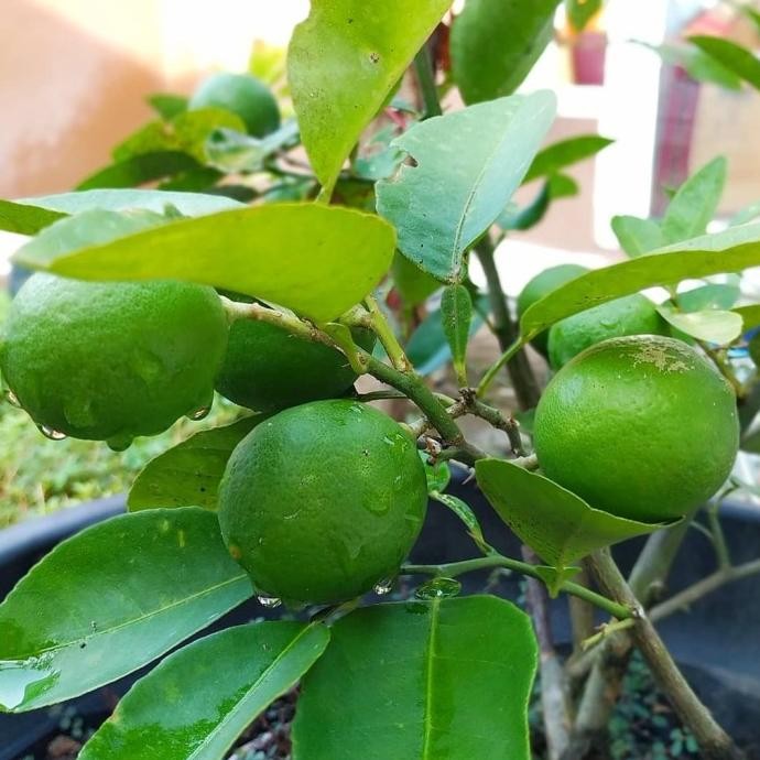 

Tanaman Bibit Buah JERUK NIPIS / Jeruk Pecel Cangkok Cepat Berbuah FRESS