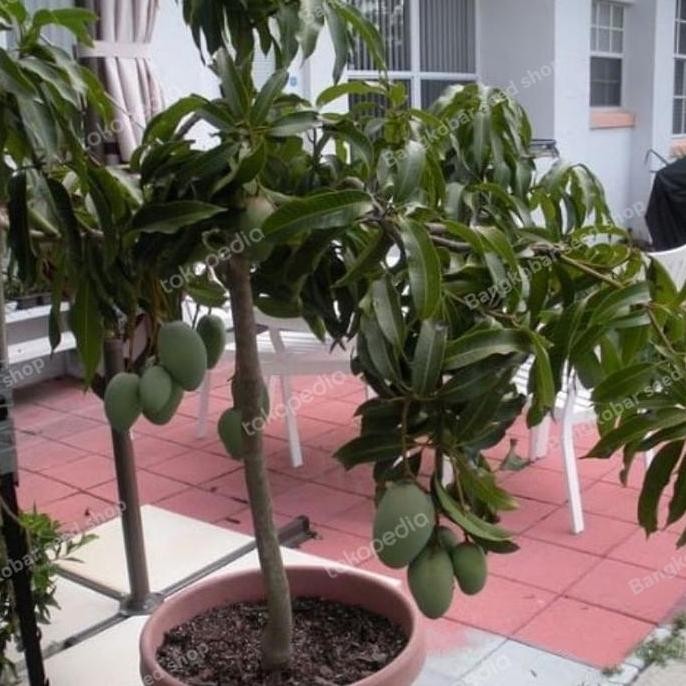 Bibit tanaman buah mangga manalagi madu super FRESS