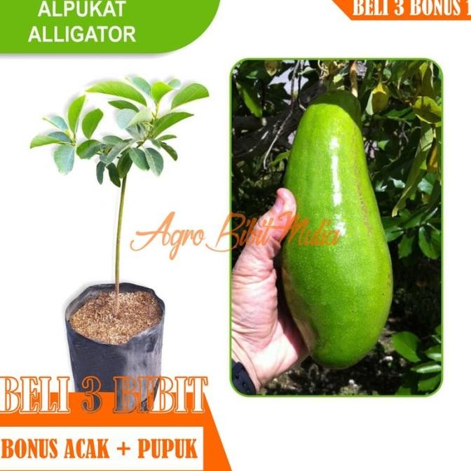 Bibit Tanaman buah Alpukat Aligator Mexico FRESS