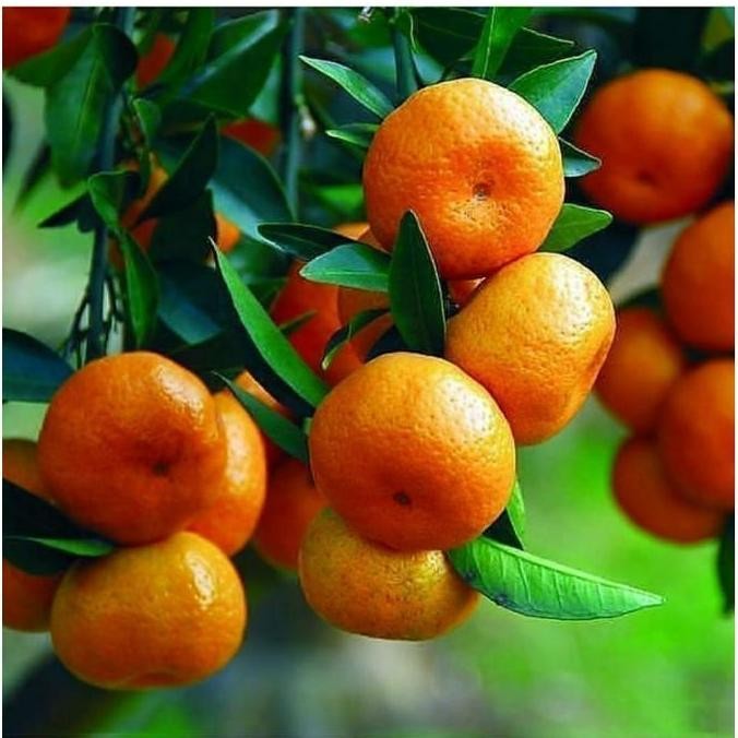 

COD Bibit Tanaman Buah Jeruk Mandarin Manis Okulasi cepat berbuah FRESS