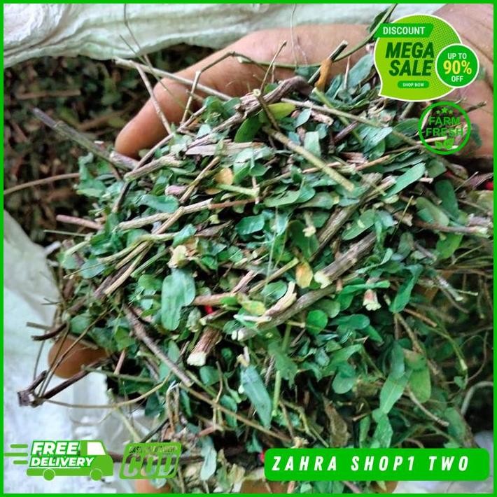 

DAUN SAGA KERING 500 GRAM GRATIS ONGKIR