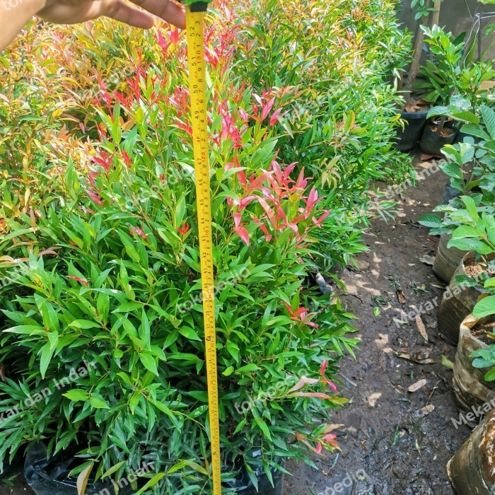 Tanaman Pucuk Merah Besar Sudah Rimbun Banget, Pucuk Merah