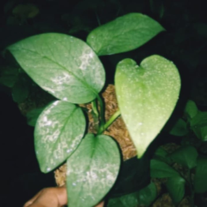 Tanaman Hias Philodendron Cebu Blue - Philo Cebu Blue