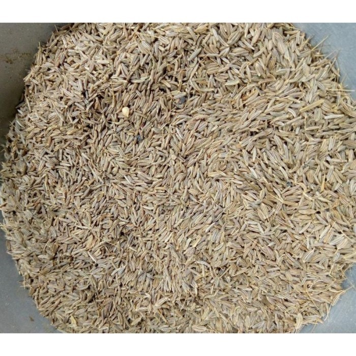 

TERLARIS JINTAN PUTIH KERING FRESH 1KG MURAH!!! MURAH