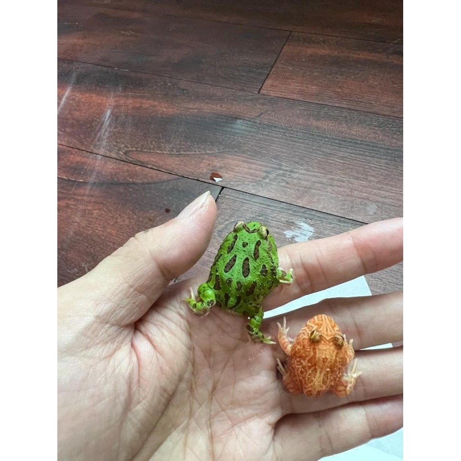 TERBARU Promo 2 pacman frog strawberry green PROMO