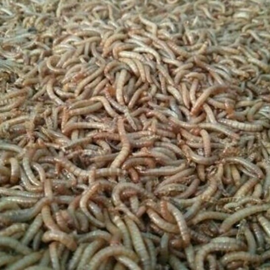 Ulat Hongkong Super Hidup 1 kg